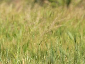 Advancing gender responsive land governance and women’s land tenure security 